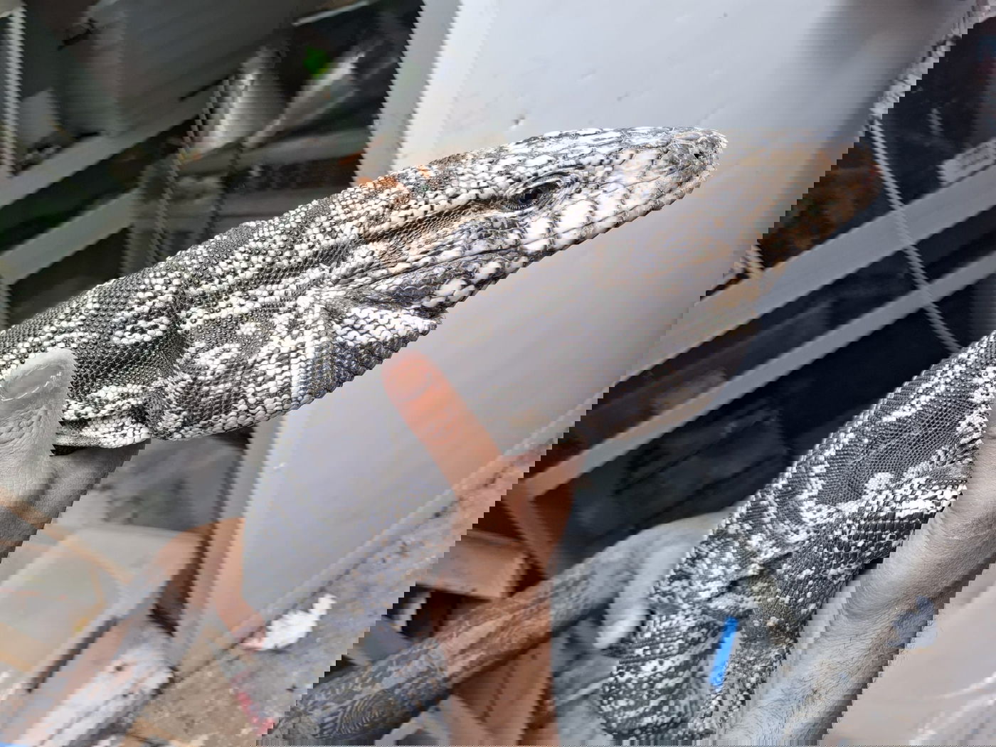 אחת החיות שנמצאו