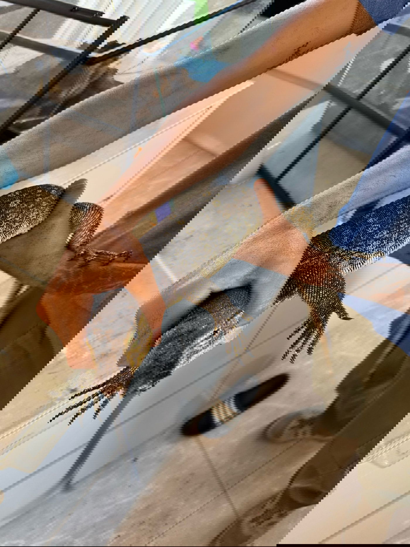 מסוכן: תנין, צפרדע ארסית ולטאות ענק נמצאו בבית בדרום