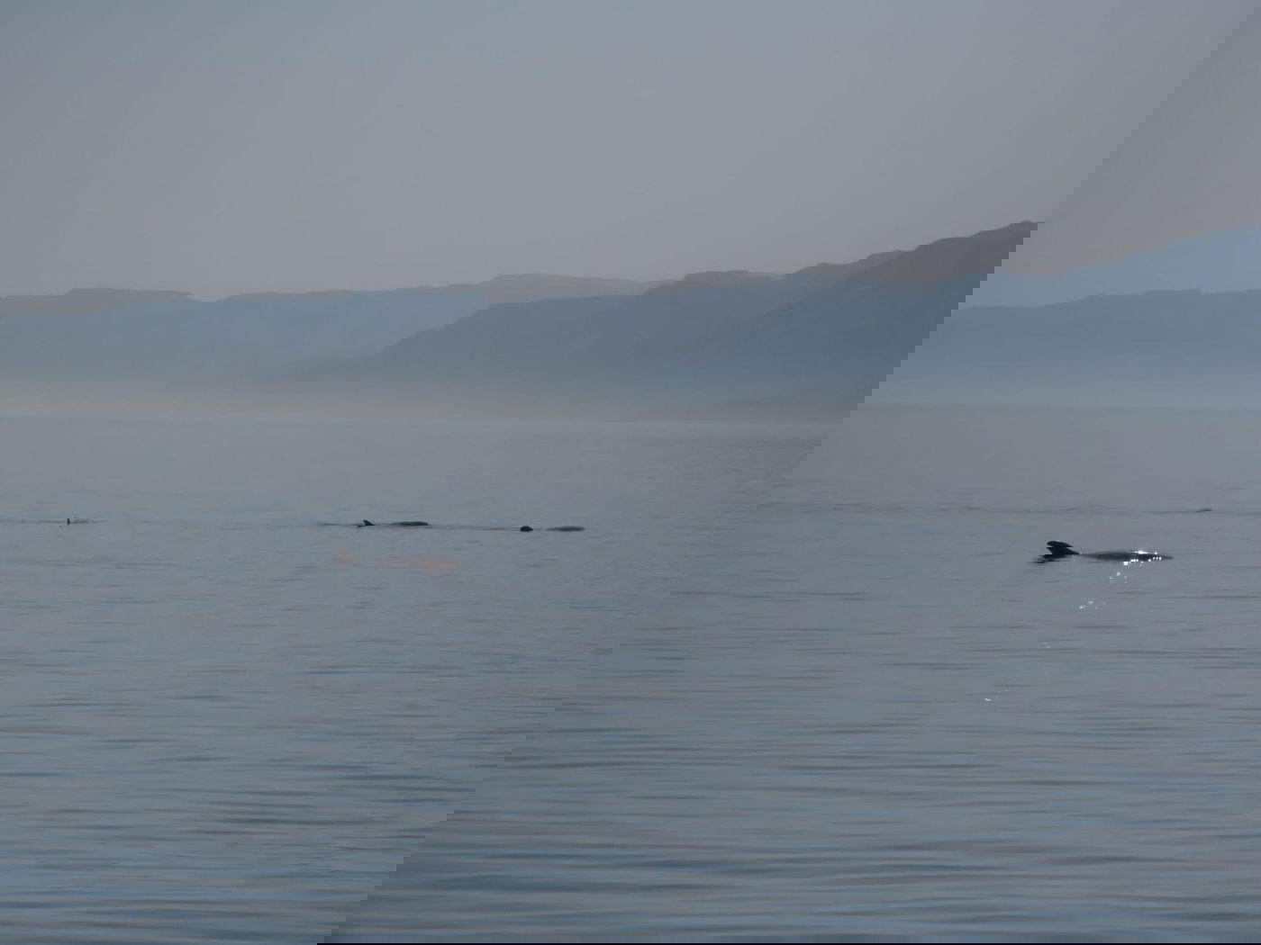 להקת דולפינים מסוג גרמפוס במפרץ אילת