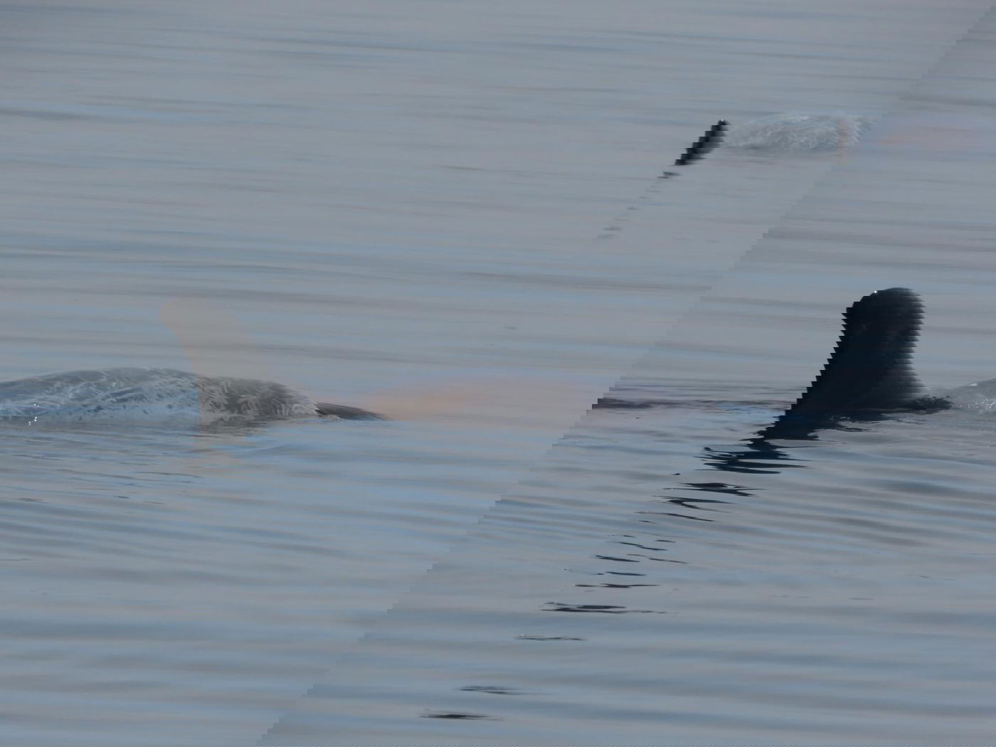 להקת דולפינים מסוג גרמפוס במפרץ אילת