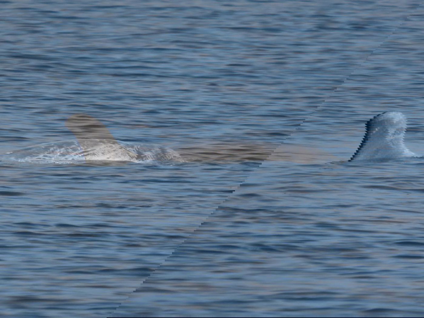 להקת דולפינים מסוג גרמפוס במפרץ אילת