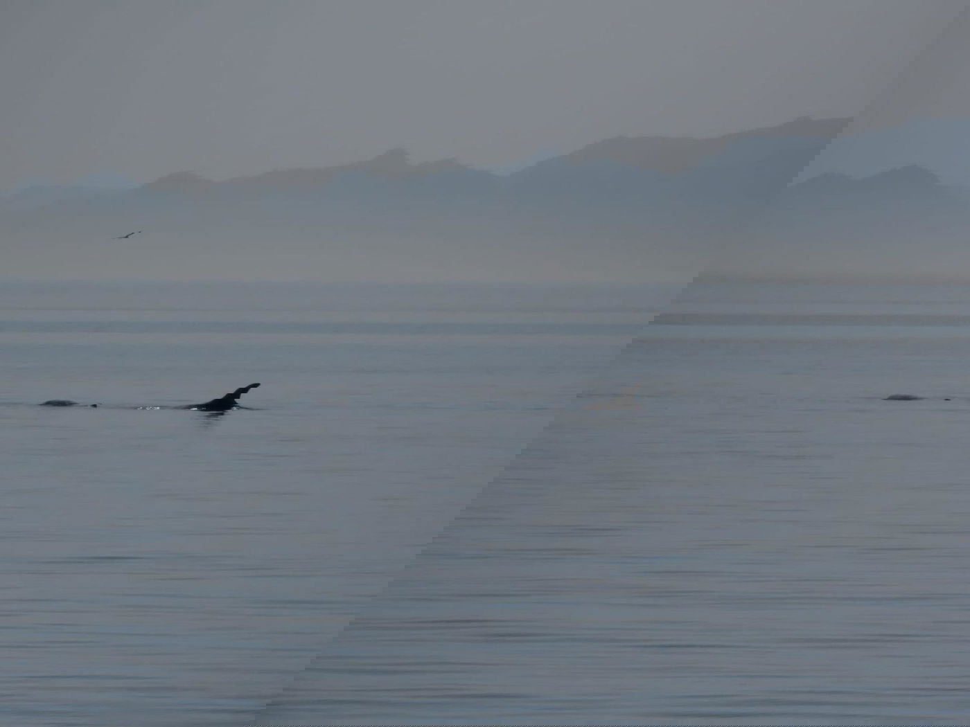 להקת דולפינים מסוג גרמפוס במפרץ אילת