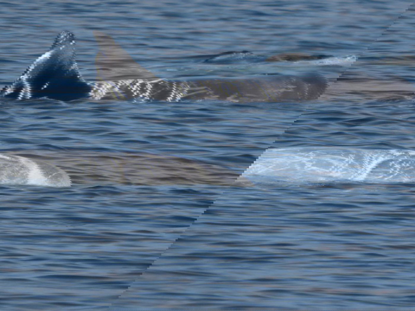 להקת דולפינים מסוג גרמפוס במפרץ אילת