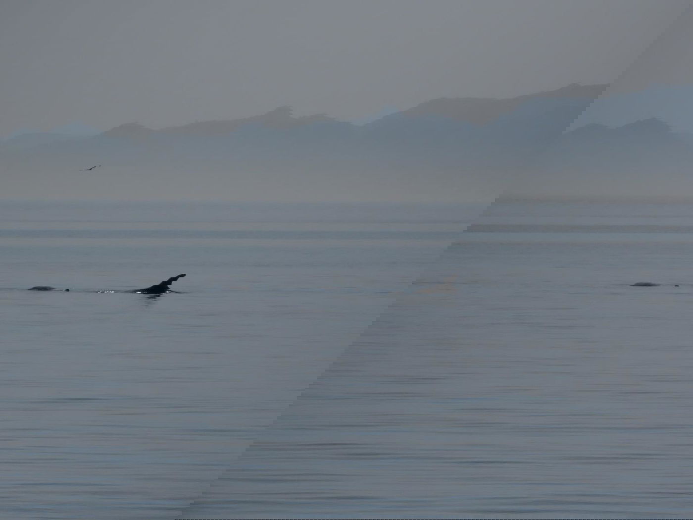 להקת דולפינים מסוג גרמפוס במפרץ אילת