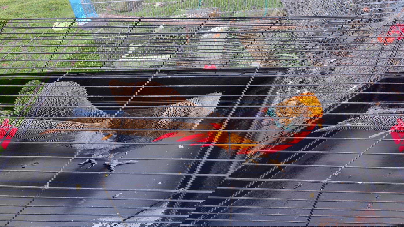 ציפורי הבר שנתפסו