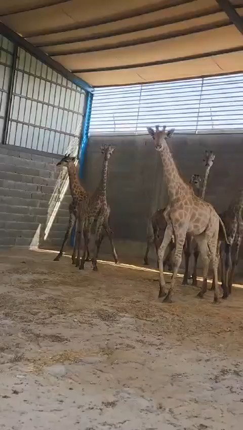 גורי ג'ירפות המוצעים למכירה ברשתות החברתיות