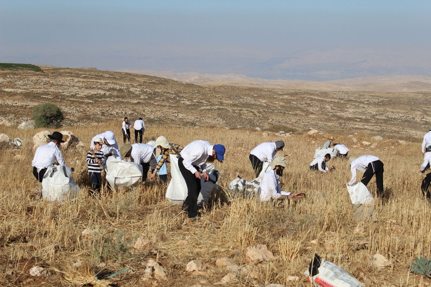 לראשונה: אברכים אפו מצות מזני חיטה עתיקה לרגישי גלוטן