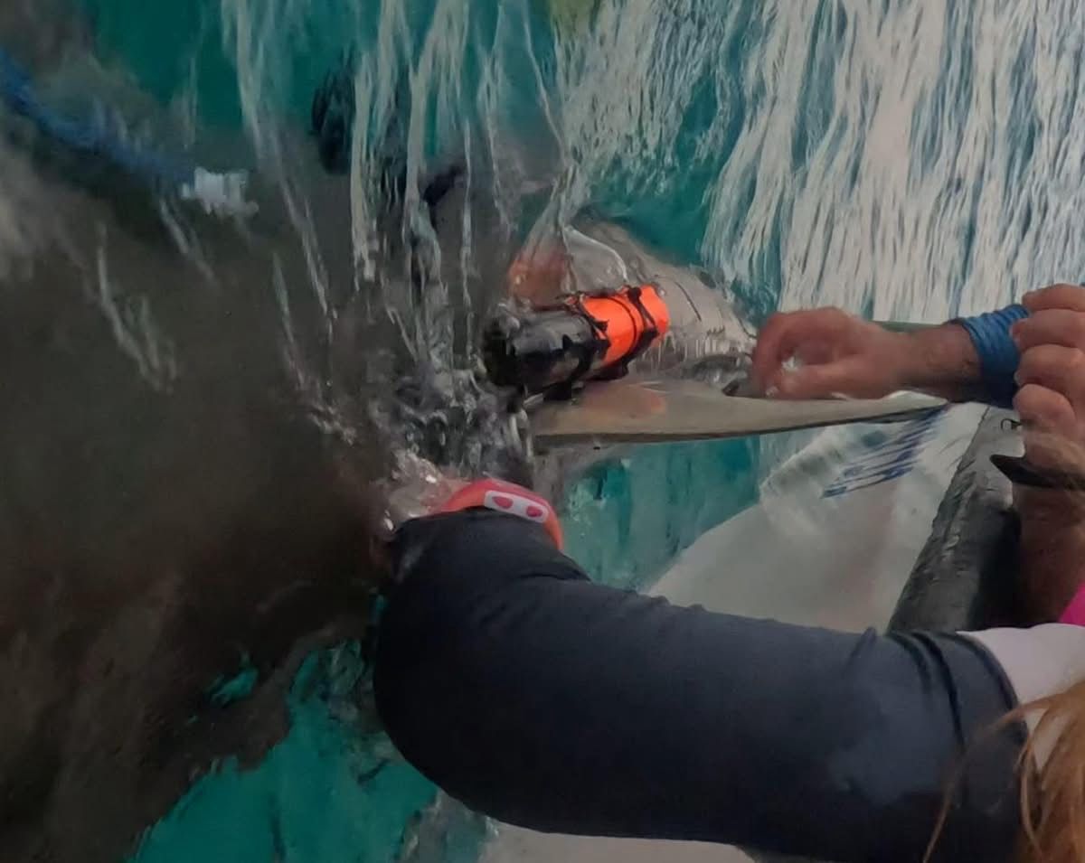 המצלימה מותקנת על הכריש