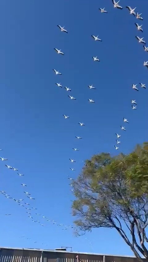להקת השקנאים - הבוקר 