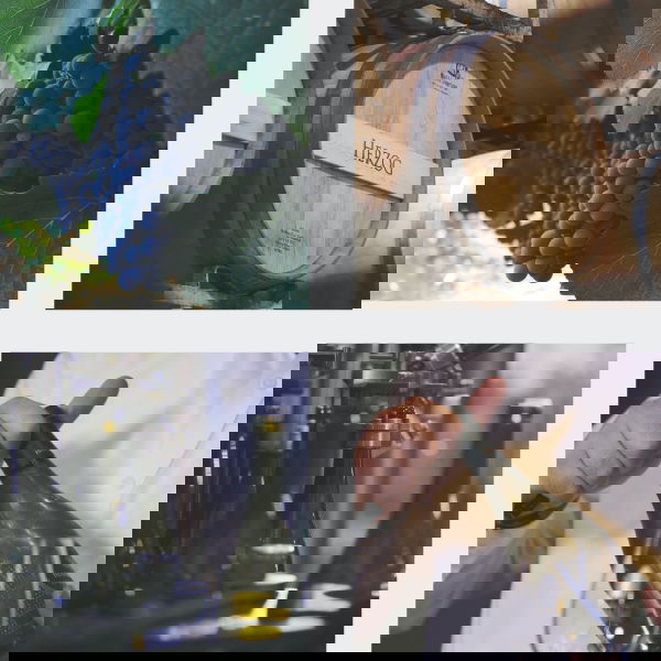 רק הענבים האיכותיים ביותר נבחרים בקפידה ומעובדים לאמנות נוזלית בבקבוק.