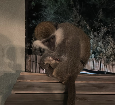 הקוף שאותר במרכז הארץ בחודש האחרון