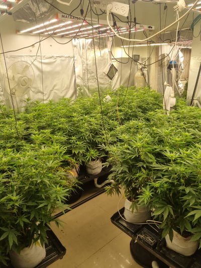 בני ברק: מעבדת סמים עם מאות עציצי מריחואנה - נחשפה בדירה, שלושה נעצרו 