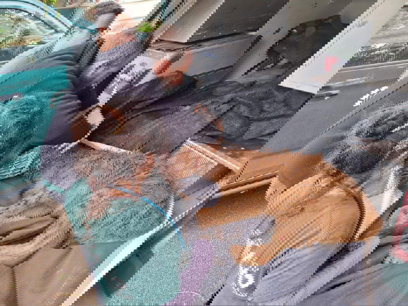 הצבועה הפצועה