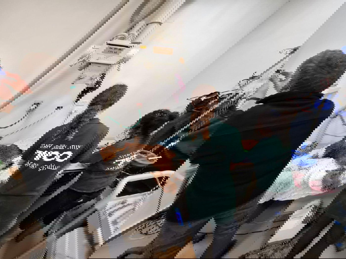 הצבועה הפצועה