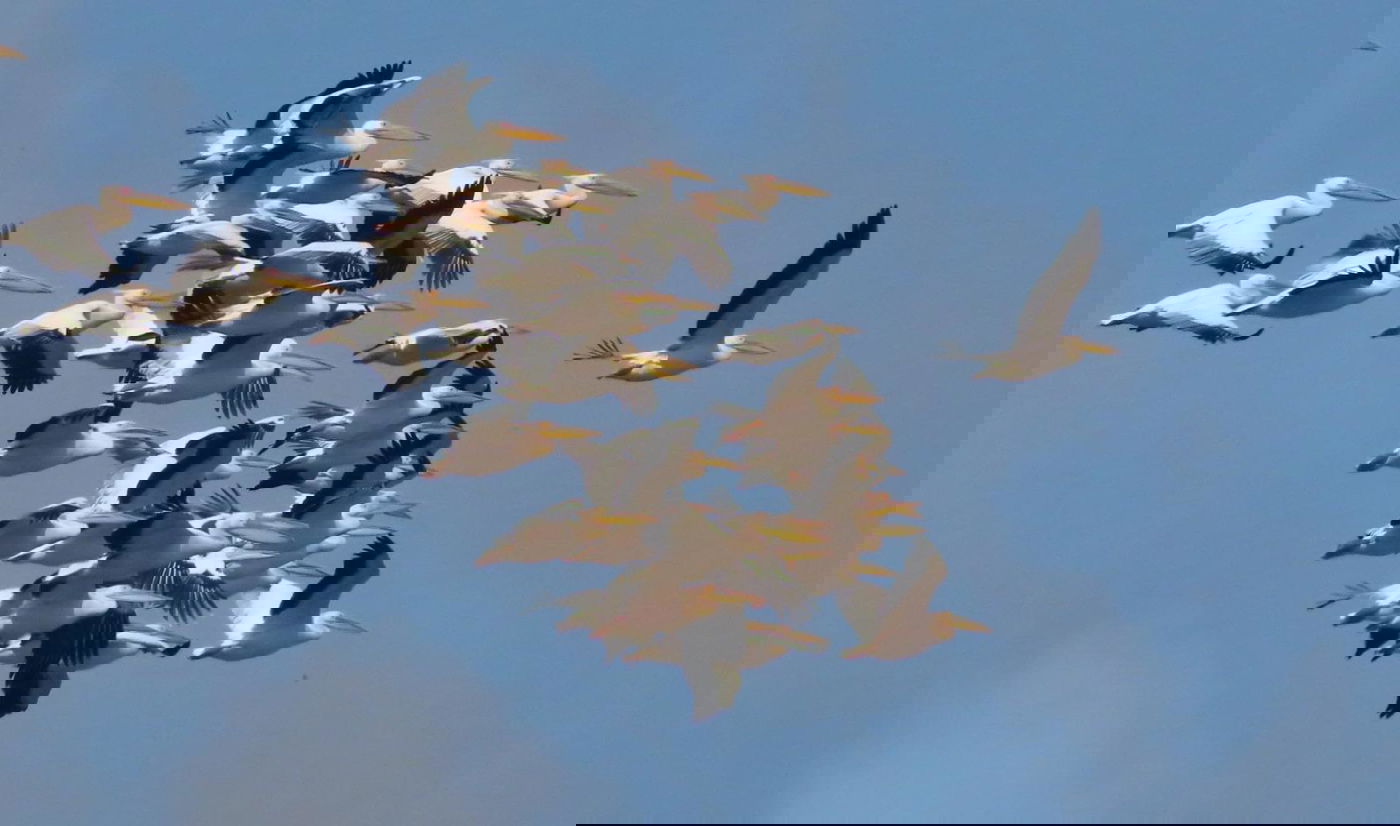 תיעוד מרהיב: אלפי ציפורים נודדות בשמי ישראל | צפו