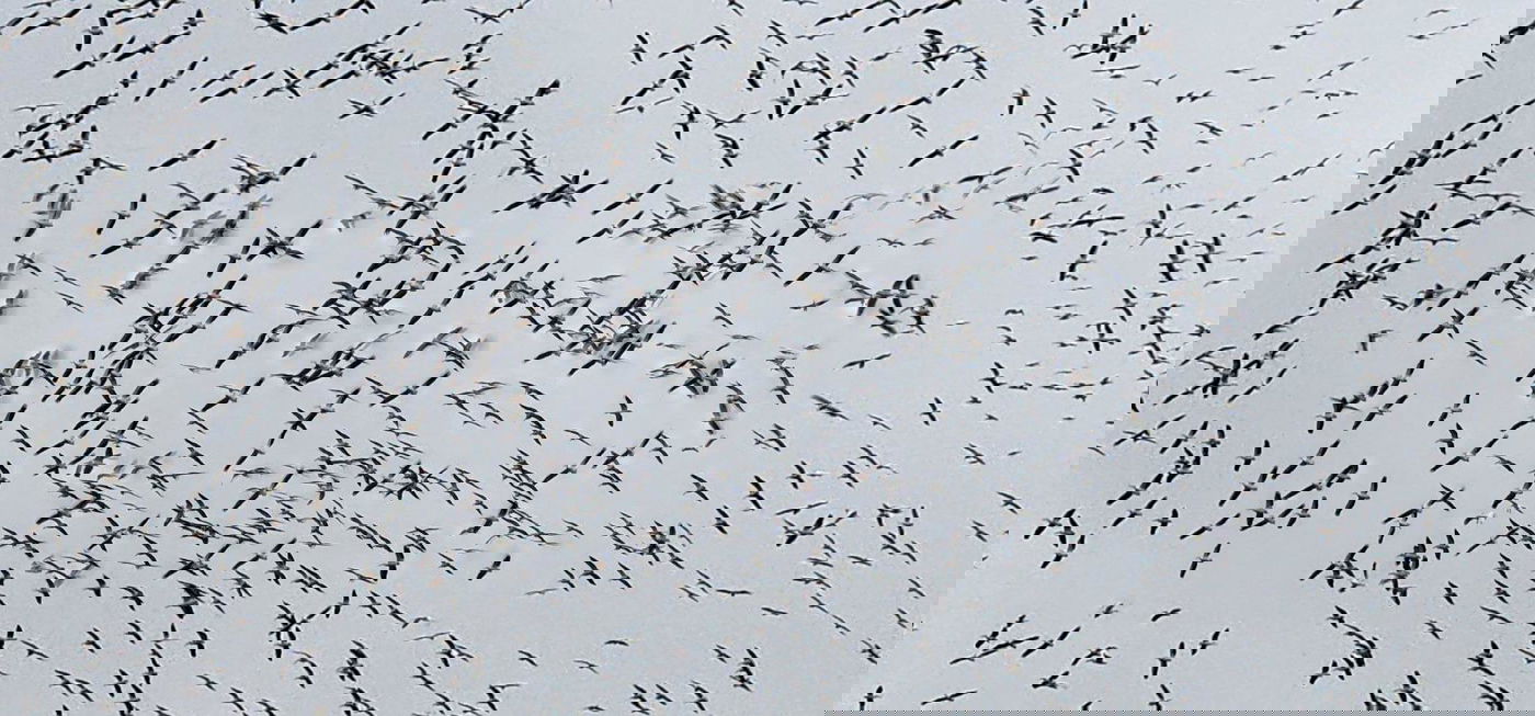 תיעוד מרהיב: אלפי ציפורים נודדות בשמי ישראל | צפו