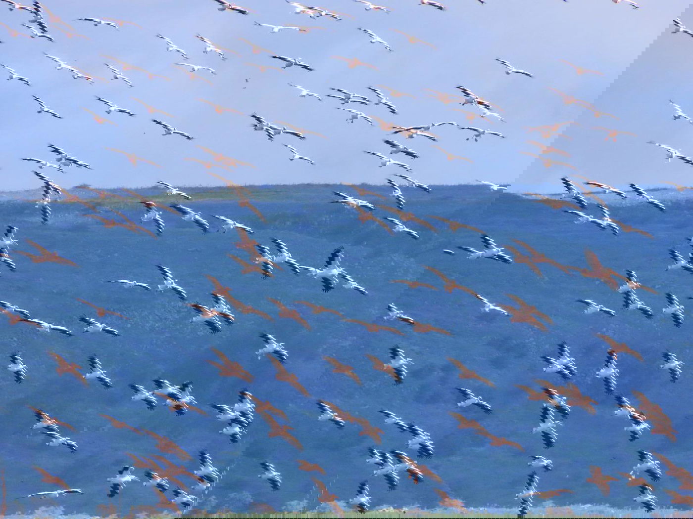תיעוד מרהיב: אלפי ציפורים נודדות בשמי ישראל | צפו