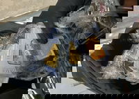 אונקיות זהב