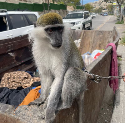 הקוף שנמצא בירושלים