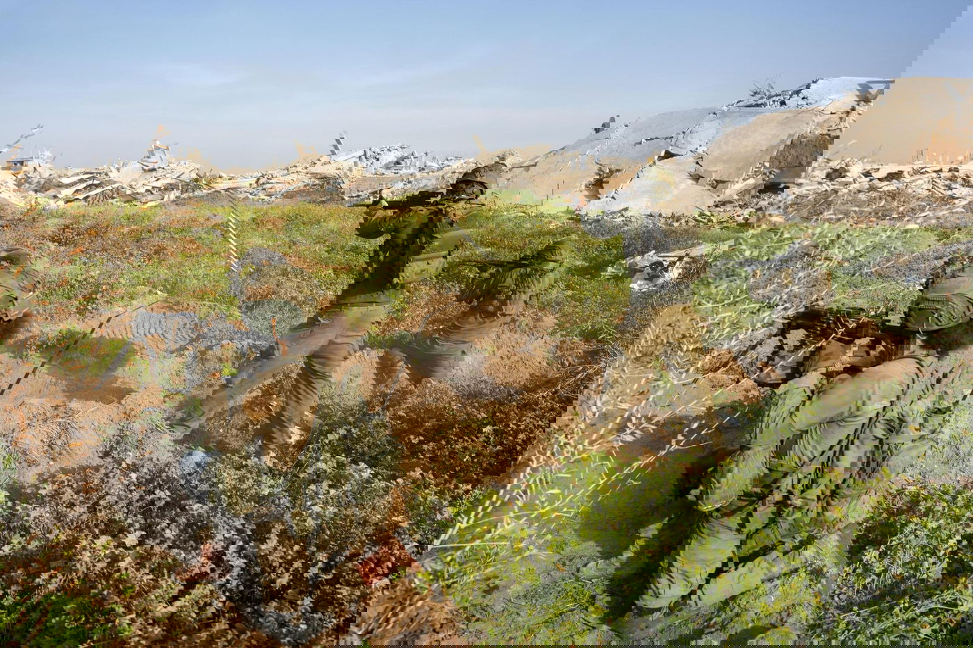 פעילות צה"ל בעזה