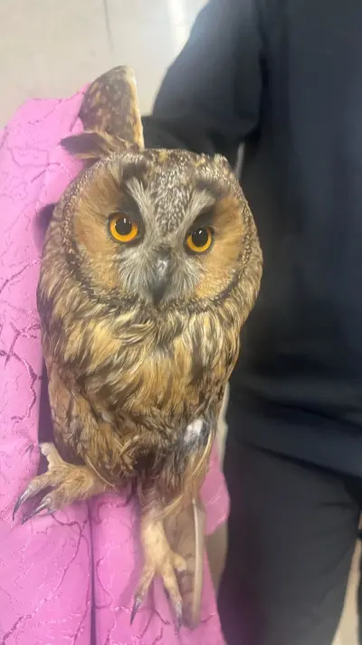 ינשוף העצים הפצוע שנתפס