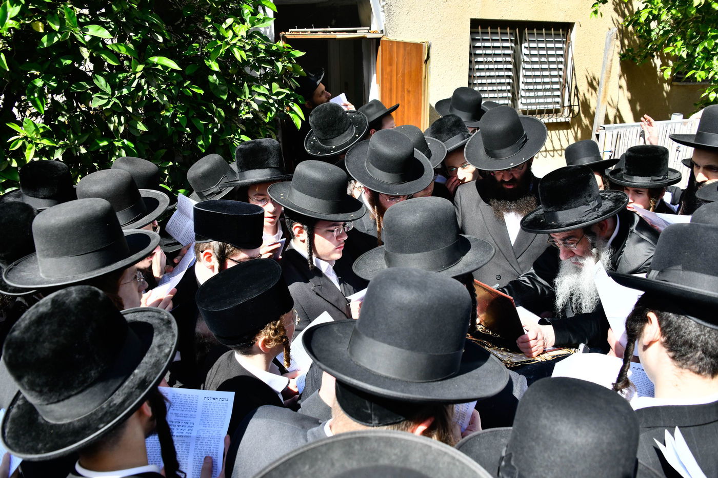 האדמו"ר מאלכסנדר בברכת האילנות