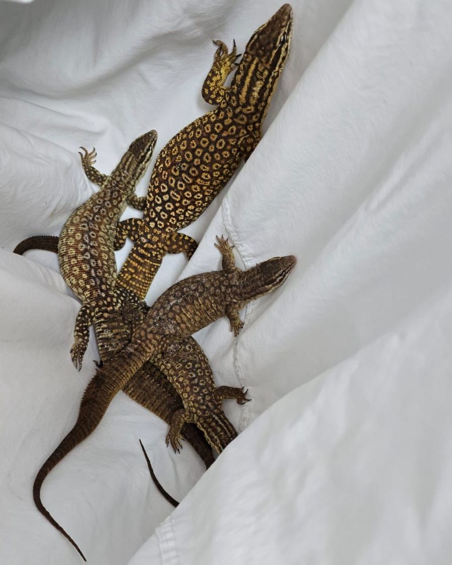 החיות שנתפסו