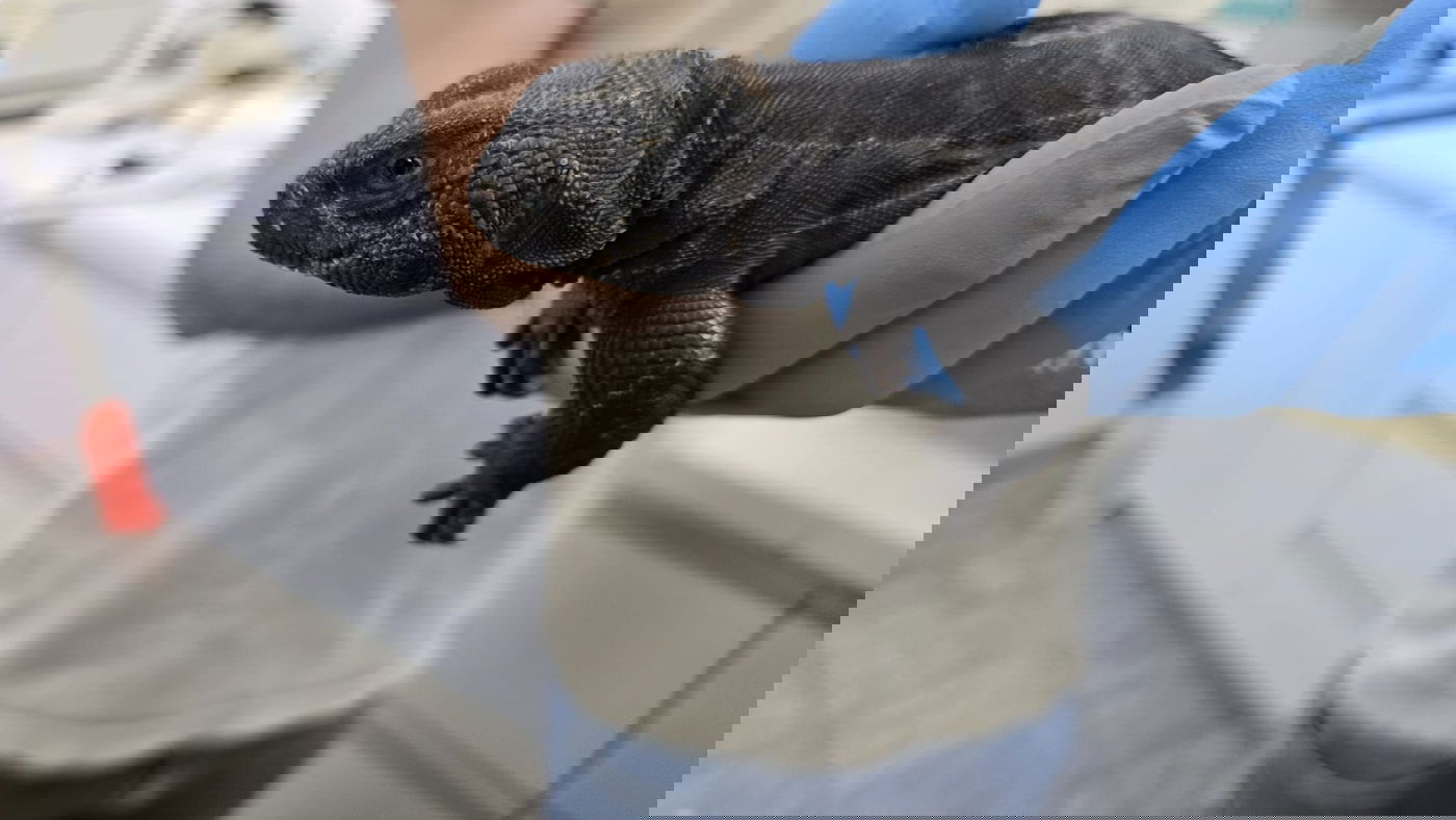 החיות שנתפסו