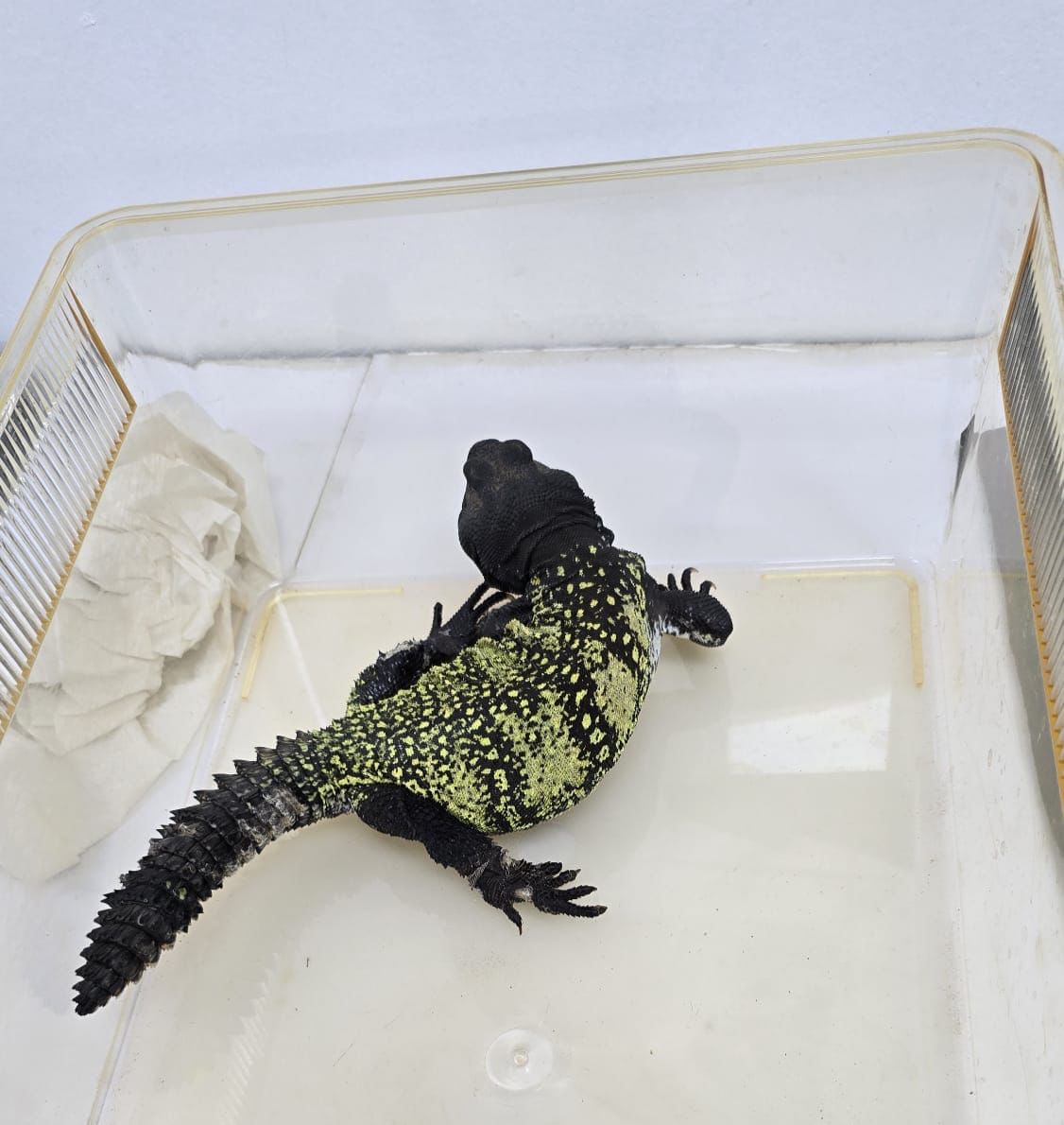 החיות שנתפסו