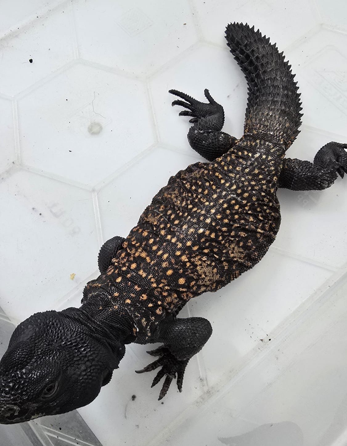 החיות שנתפסו