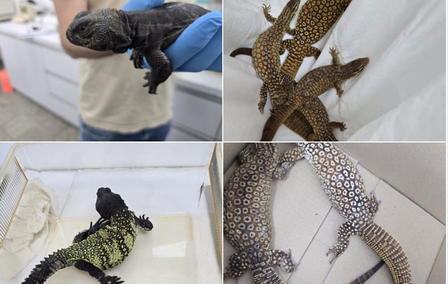 החיות שנתפסו