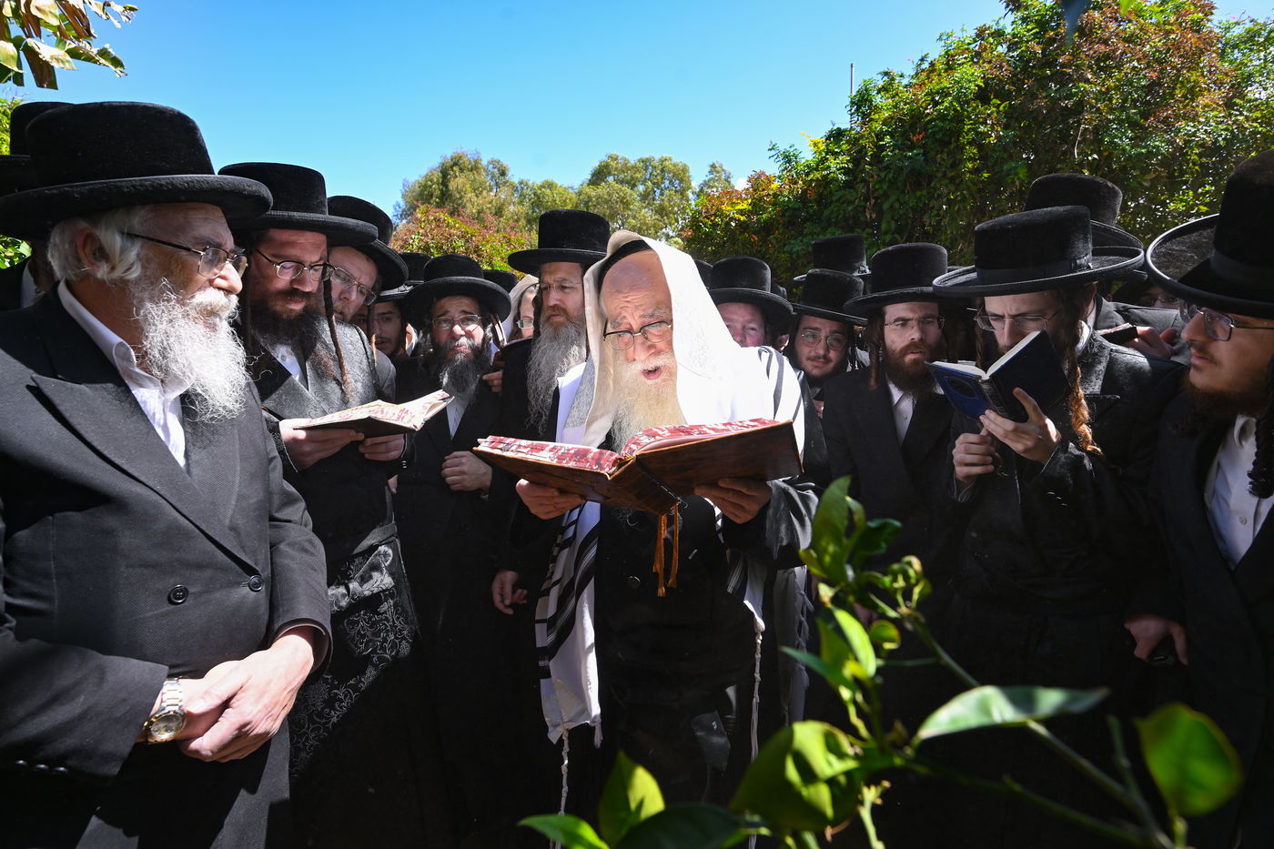 האדמו"ר מצאנז בברכת האילנות