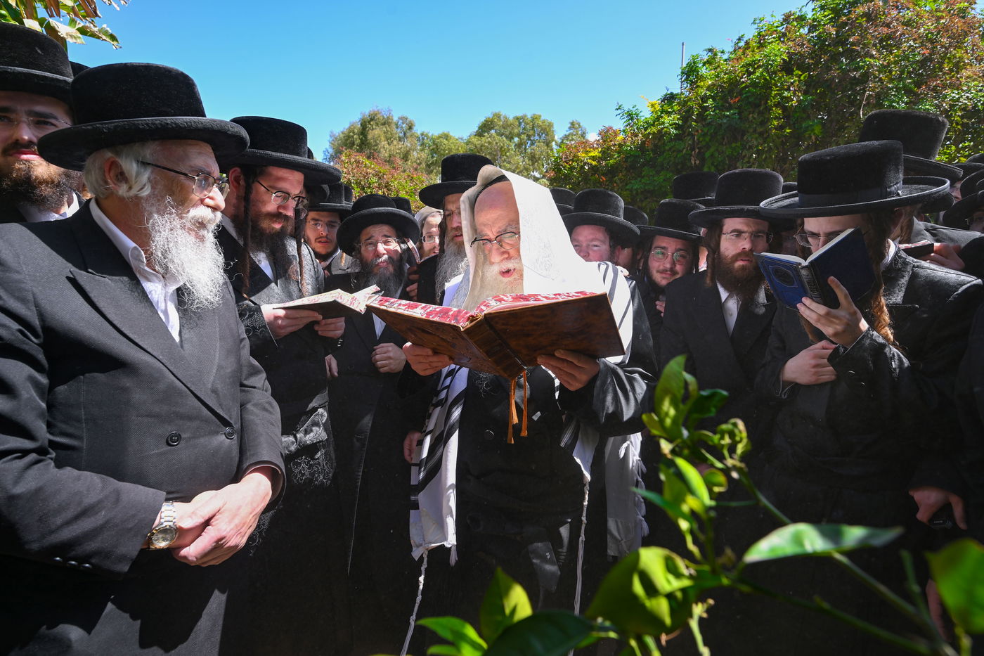 האדמו"ר מצאנז בברכת האילנות
