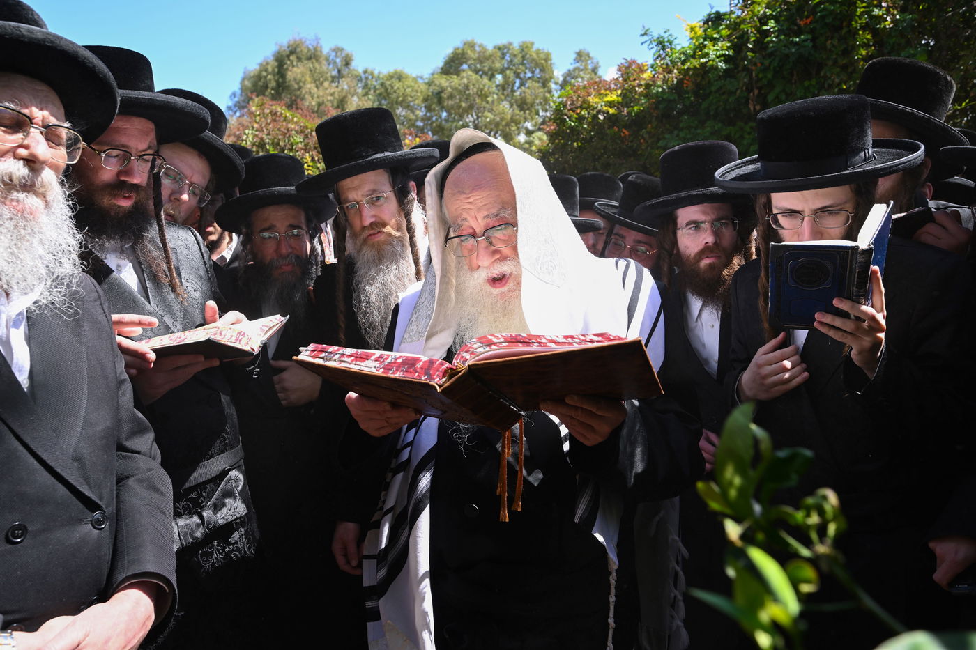 האדמו"ר מצאנז בברכת האילנות