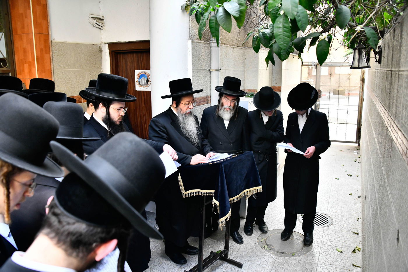 האדמו"ר משבט הלוי בברכת האילנות 