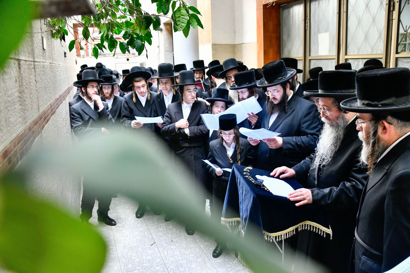 האדמו"ר משבט הלוי בברכת האילנות 