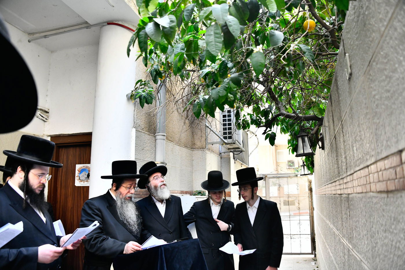 האדמו"ר משבט הלוי בברכת האילנות 