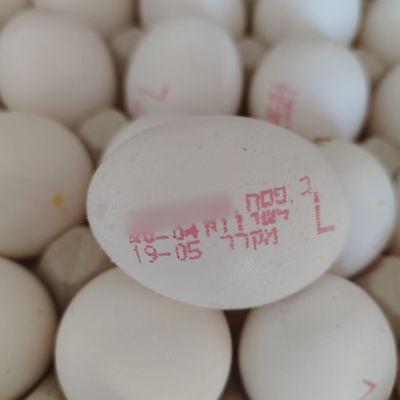 הביצים המזויפות