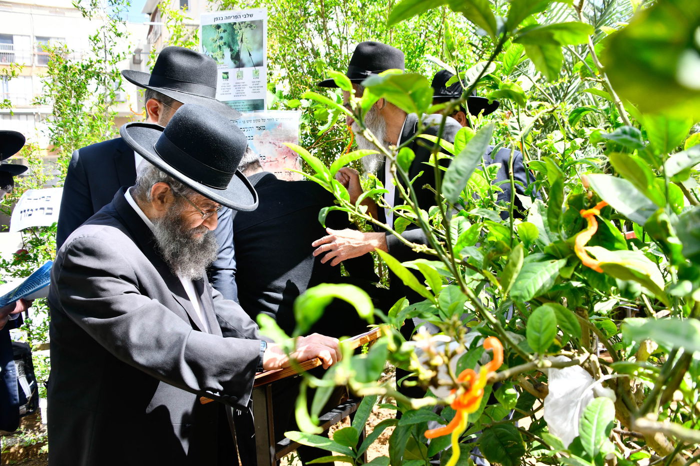 הגאון רבי מסעוד בן שמעון בברכת האילנות