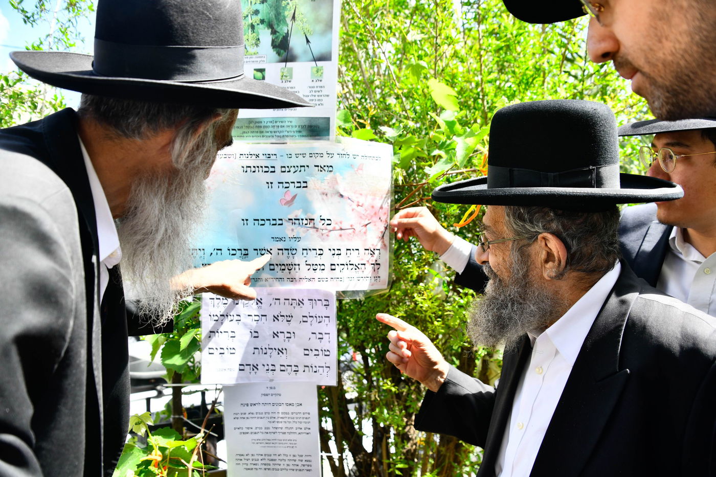 הגאון רבי מסעוד בן שמעון בברכת האילנות