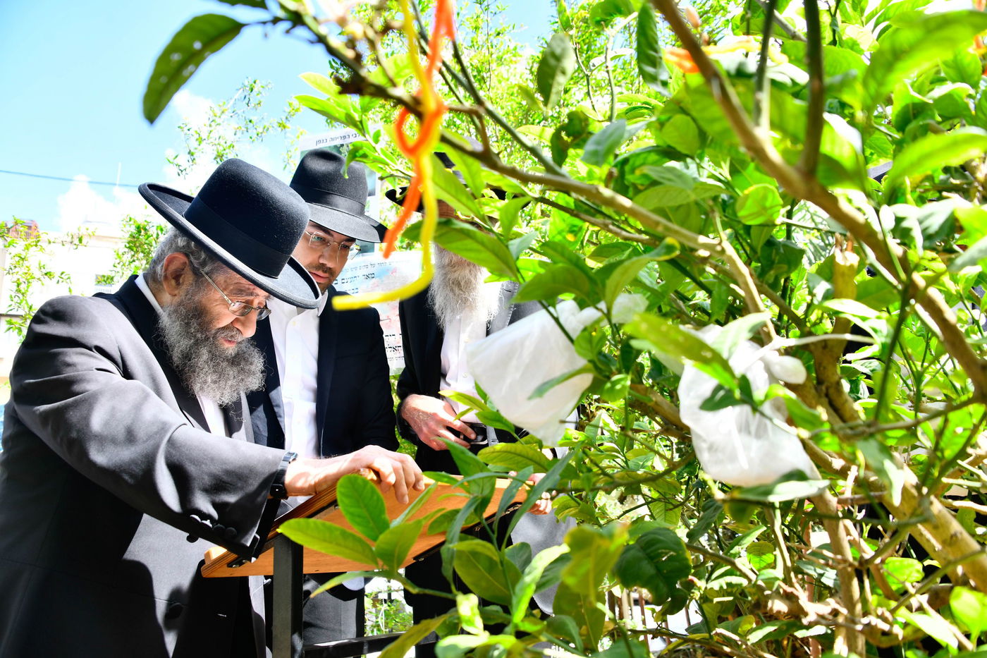 הגאון רבי מסעוד בן שמעון בברכת האילנות