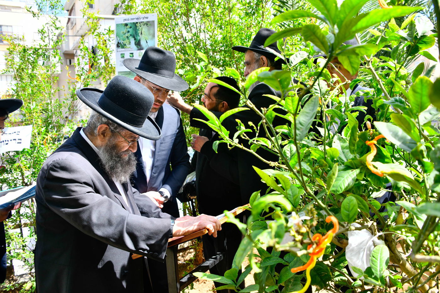 הגאון רבי מסעוד בן שמעון בברכת האילנות