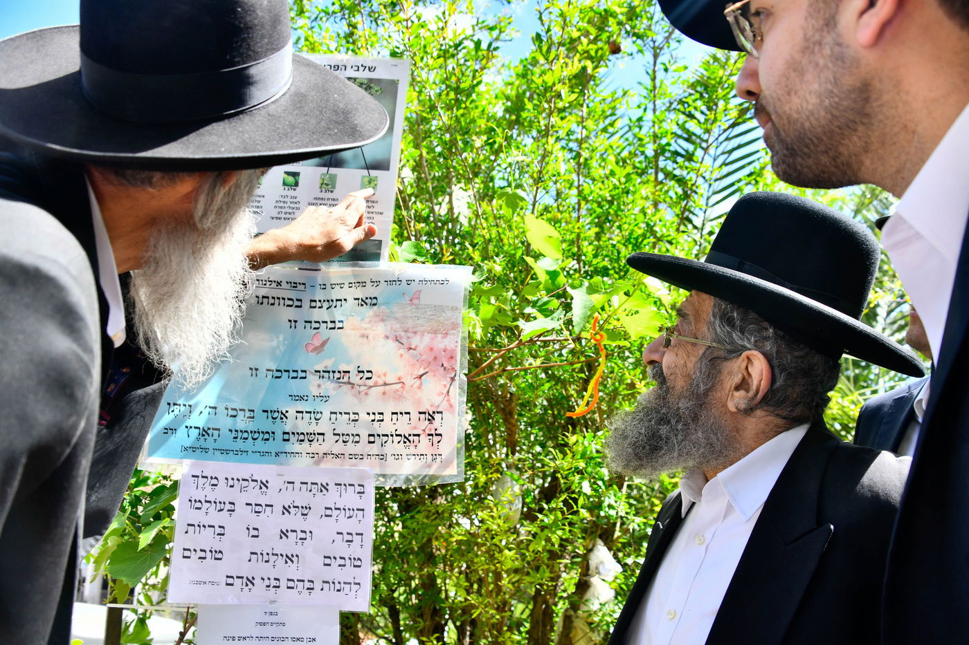 הגאון רבי מסעוד בן שמעון בברכת האילנות