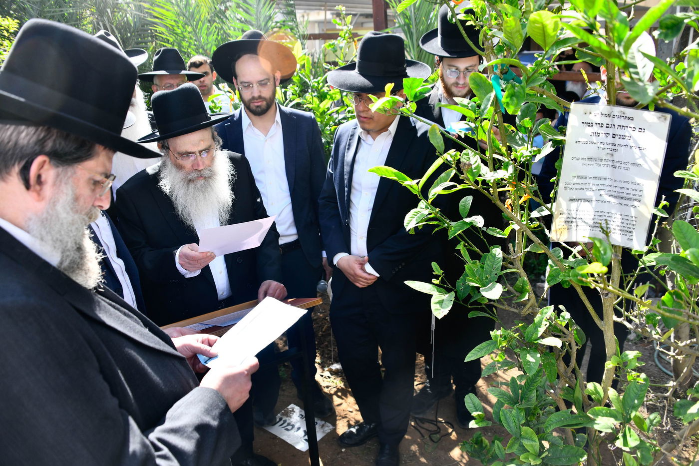 הגר"ש שטיינמן בברכת האילנות