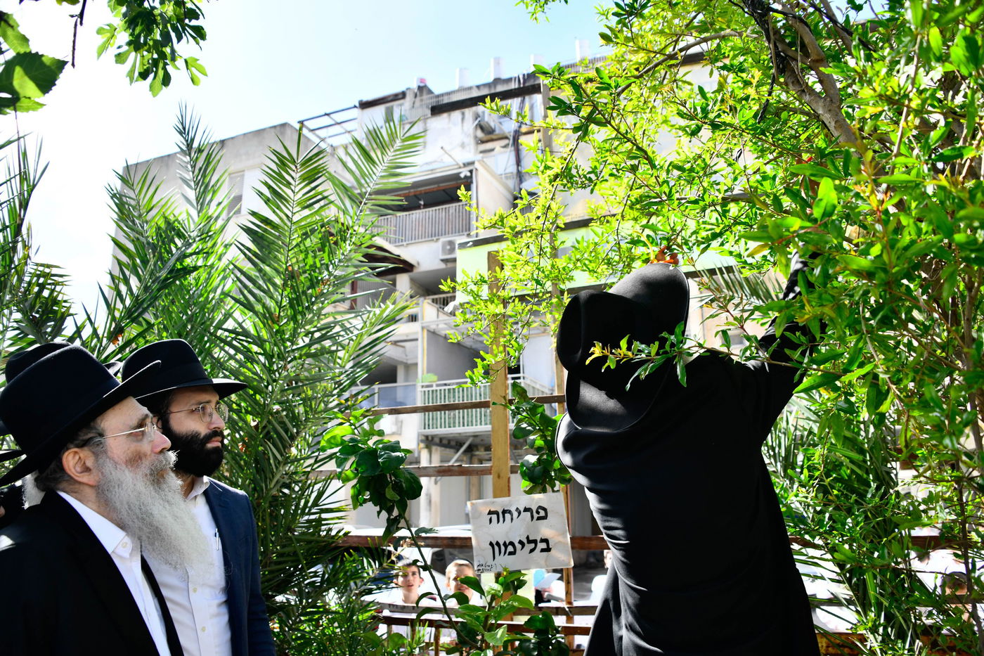 הגר"ש שטיינמן בברכת האילנות