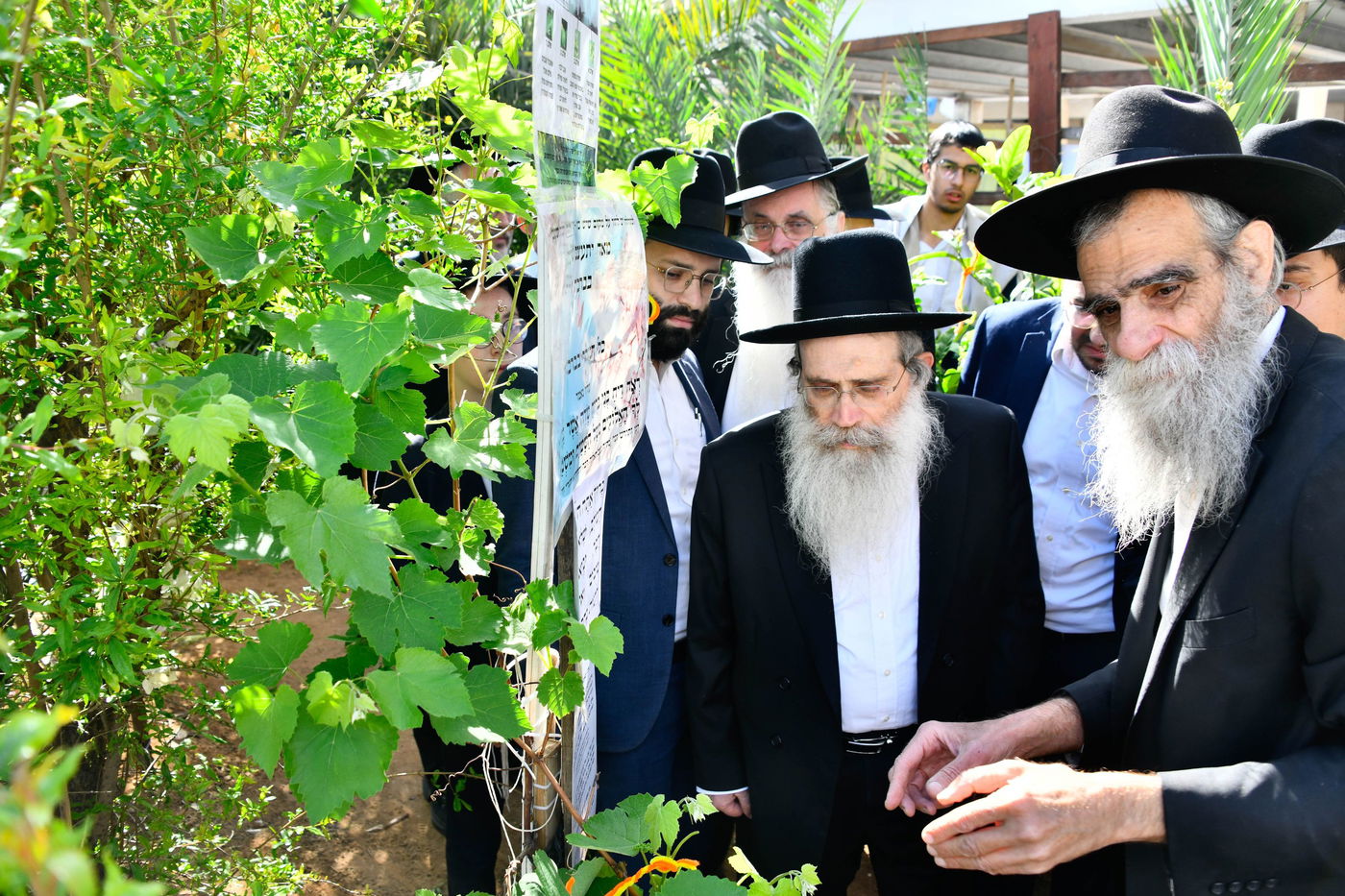 הגר"ש שטיינמן בברכת האילנות