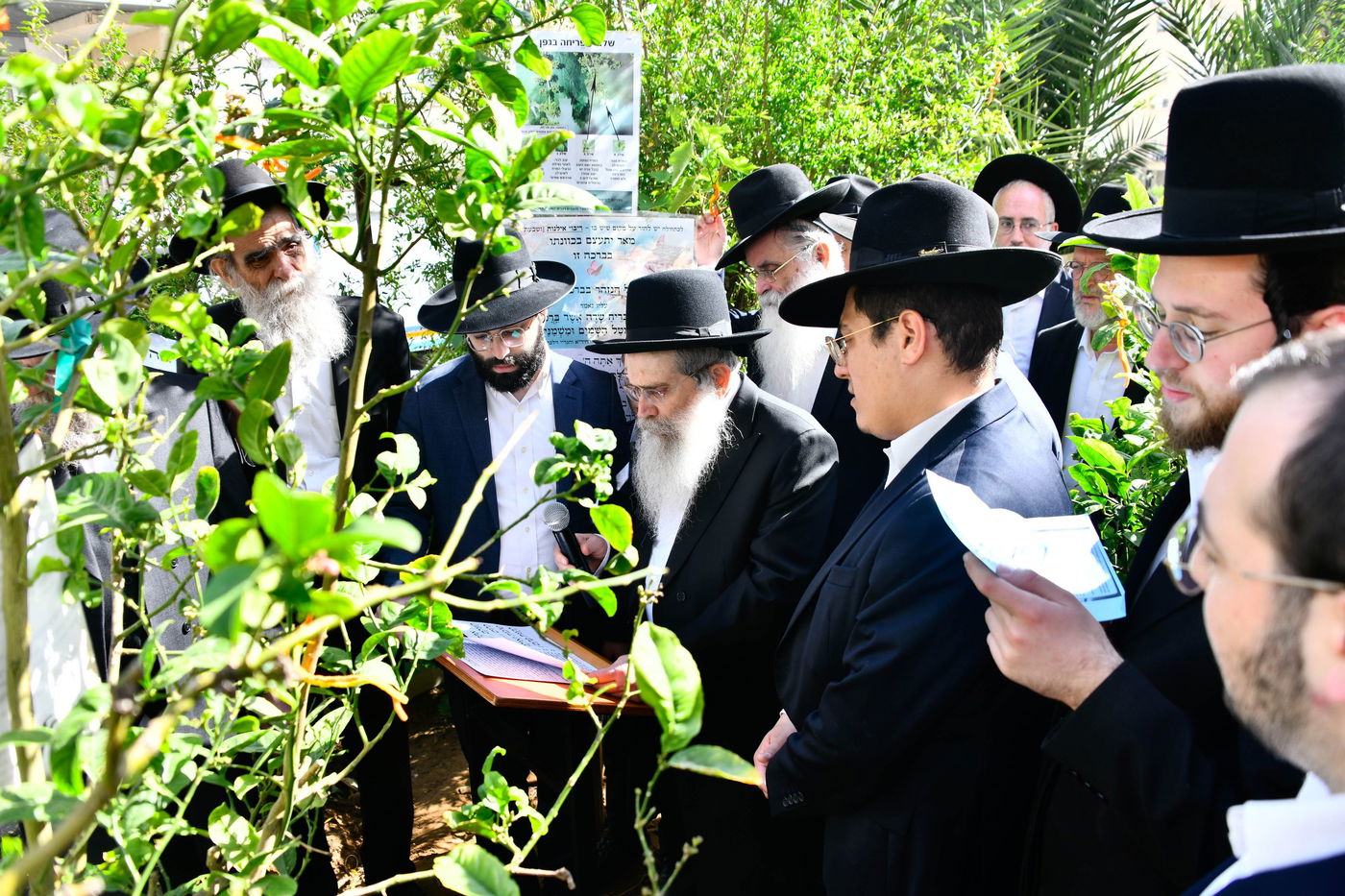 הגר"ש שטיינמן בברכת האילנות