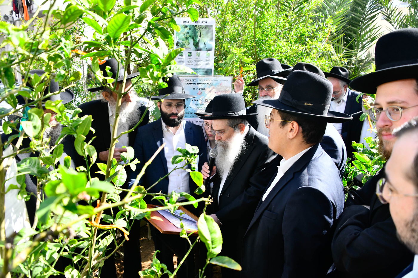 הגר"ש שטיינמן בברכת האילנות