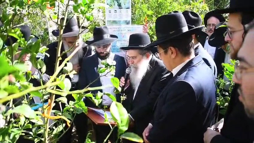 הגר"ש שטיינמן בברכת האילנות