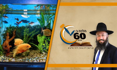 האם מאכלי בעלי חיים צריכים כשרות לפסח? • צפו 